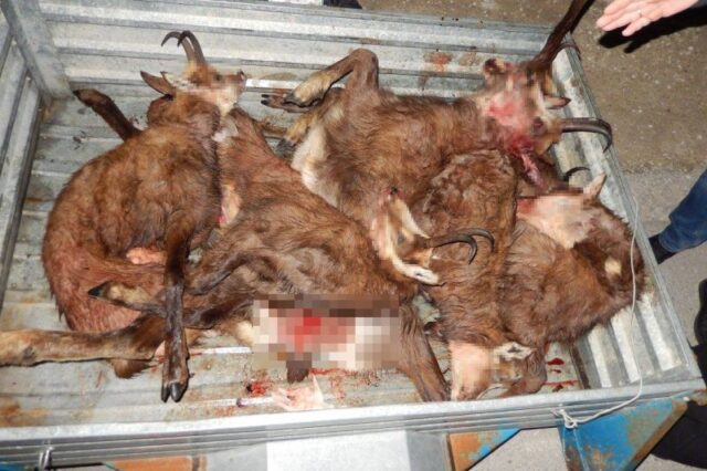 Ζαγόρι: Λαθροκυνηγοί σκότωσαν έξι αγριόγιδα που ανήκουν σε προστατευόμενο είδος αντιλόπης