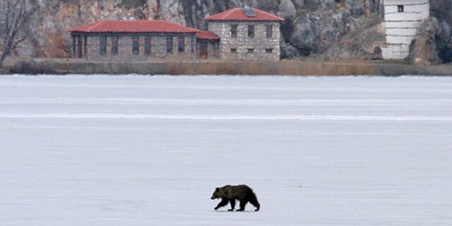 Φωτογραφίες: Αρκουδάκι έκανε βόλτες στην παγωμένη λίμνη της Καστοριάς