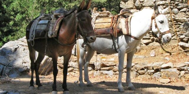 Μετέφερε 313 κιλά κάνναβης με γαϊδούρια