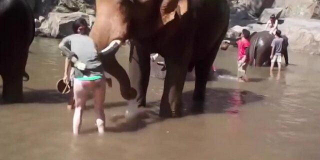 Βίντεο: Τι συμβαίνει όταν προσπαθείς να πλύνεις ελέφαντα και αυτός δεν θέλει