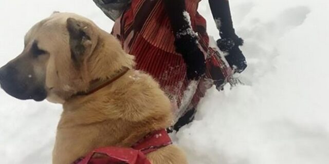 Τουρκία: 11χρονη βοσκοπούλα έσωσε μαζί με το σκύλο της μια κατσίκα και το νεογέννητό της