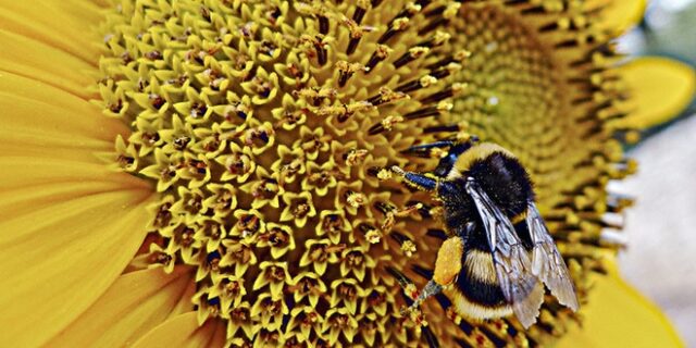 Βίντεο: Και όμως, οι μέλισσες παίζουν ποδόσφαιρο