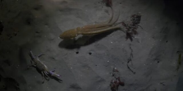 Βίντεο: Μονομαχία καβουριού με χταπόδι και επική ανατροπή στο τέλος