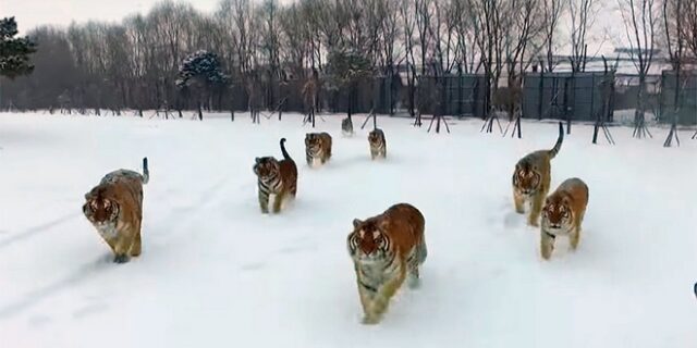 Εντυπωσιακό βίντεο: Τίγρεις κατεβάζουν ενοχλητικό drone