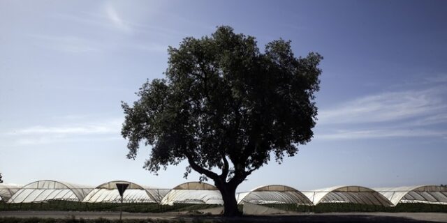Έρχονται χρήματα από τις Βρυξέλλες για τον αγροτικό τομέα