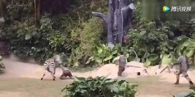 Η εκδίκηση της φύσης: Ζέβρα επιτίθεται σε υπάλληλο ζωολογικού κήπου