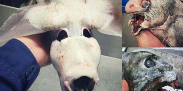 Tρομακτικά  θαλάσσια πλάσματα στα δίχτυα Ρώσου ψαρά