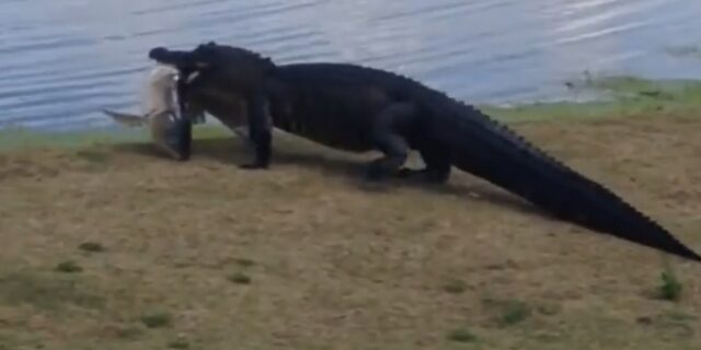 Η στιγμή που παίζεις γκολφ και σε προσπερνά αλιγάτορας με ένα ψάρι στο στόμα