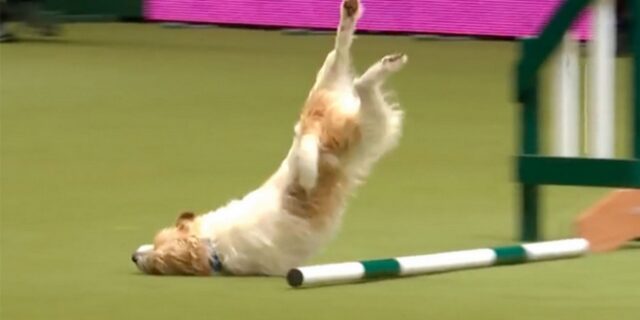 Η ξέφρενη κούρσα μικρού σκύλου που έγινε viral