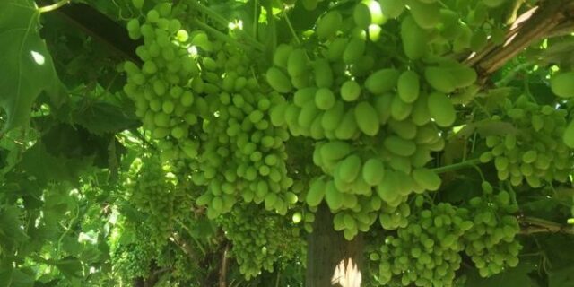 Περσινά ξινά σταφύλια