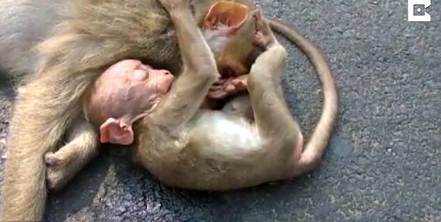 Βίντεο: Μαϊμουδάκι θρηνεί το θάνατο της μητέρας του