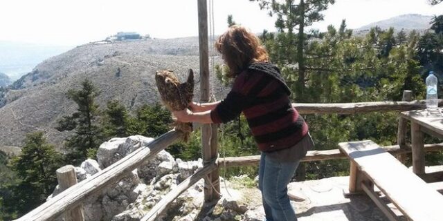 Απελευθέρωσαν άγρια πουλιά στην Καισαριανή