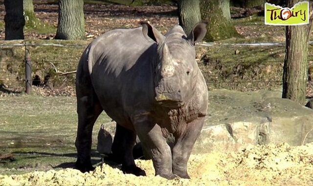 Σκότωσαν ρινόκερο σε ζωολογικό κήπο και έκοψαν το κέρατό του με πριόνι