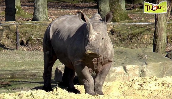 Σκότωσαν ρινόκερο σε ζωολογικό κήπο και έκοψαν το κέρατό του με πριόνι