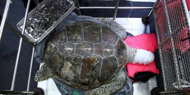 Χειρουργοί αφαίρεσαν 915 νομίσματα από το στομάχι θαλάσσιας χελώνας