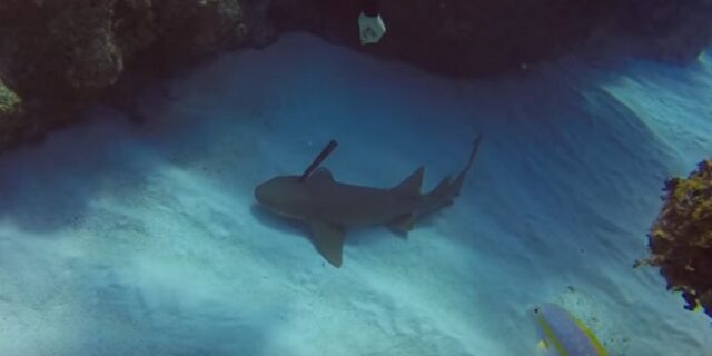 Βίντεο: Δύτης σώζει καρχαρία που είχε καρφωμένο ένα μαχαίρι