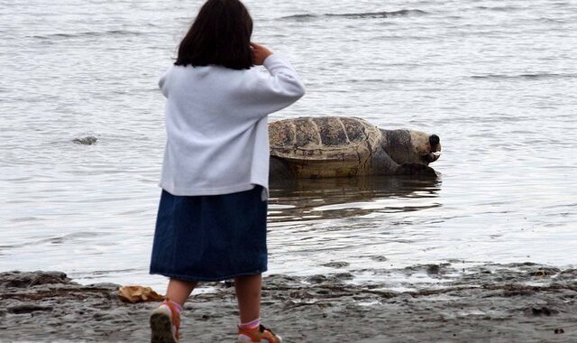 Φρίκη. Αποκεφάλισαν δέκα θαλάσσιες χελώνες στη Νάξο