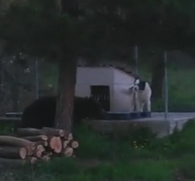 Βίντεο: Σκύλος ‘παίζει’ με αρκούδα στη Φλώρινα
