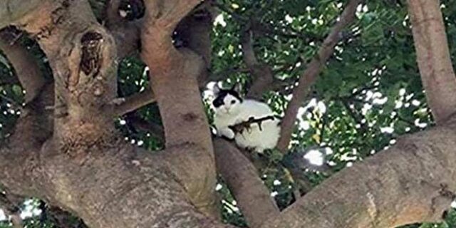 Συναγερμός στην αστυνομία του Όρεγκον για ‘οπλισμένη’ γάτα