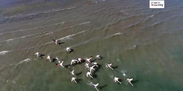 Μαγικό drone βίντεο: Εξωτικά φλαμίνγκο μόλις 2 ώρες από την Αθήνα