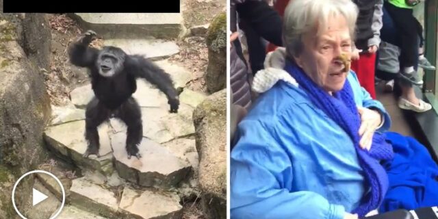 Η εκδίκηση του χιμπατζή: Πέταξε περιττώματα στο πρόσωπο ηλικιωμένης