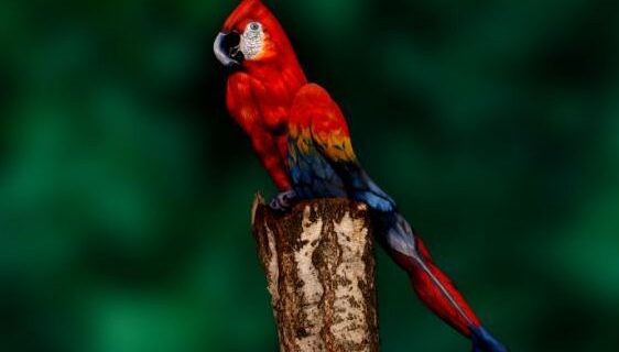 Τεστ παρατηρητικότητας! Είσαι σίγουρος πως βλέπεις έναν παπαγάλο;