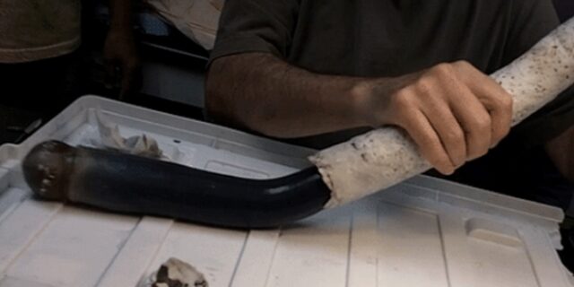 Για πρώτη φορά στο φως: Θαλάσσιο σκουλήκι 1,5 μέτρου που ζει σε κέλυφος