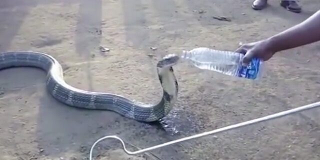 Διψασμένη κόμπρα, πίνει νερό από μπουκάλι