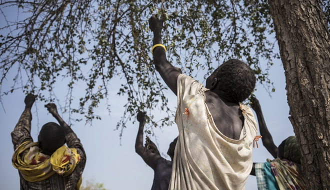 Λιμός στο Σουδάν: Χωρικοί τρέφονται με φύλλα και σπόρους για να επιβιώσουν