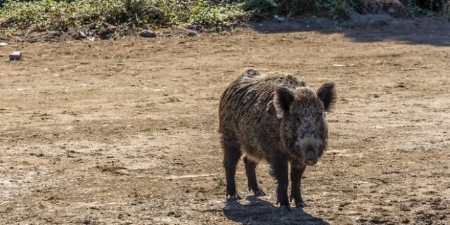 Στη μάχη κατά τoυ ISIS τα αγριογούρουνα στο Ιράκ: Σκότωσαν 3 τζιχαντιστές