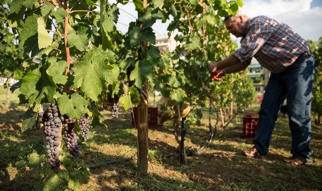 Προς κατάργηση ο Ειδικός Φόρος στο κρασί