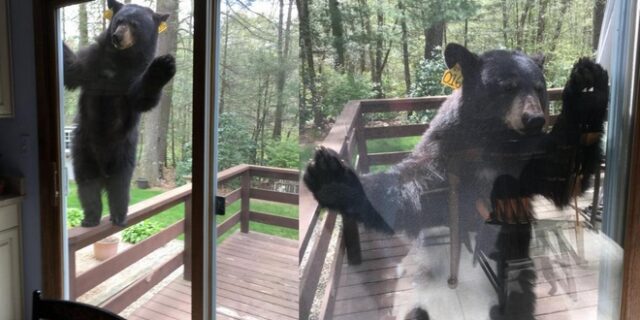 Φωτογραφίες: Αρκούδα έκανε ‘ντου’ σε σπίτι γιατί μύρισε brownies