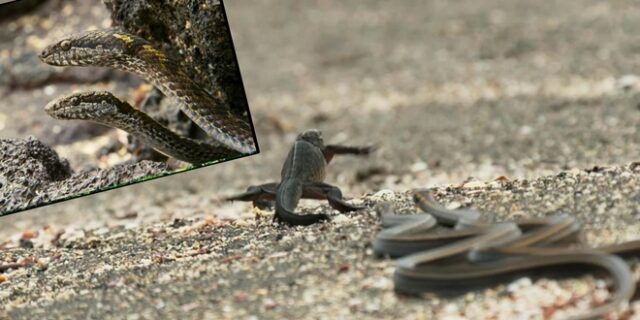 Η ενέδρα: Φίδια κυνηγούν μικρό ιγκουάνα στο πιο θρίλερ βίντεο της χρονιάς