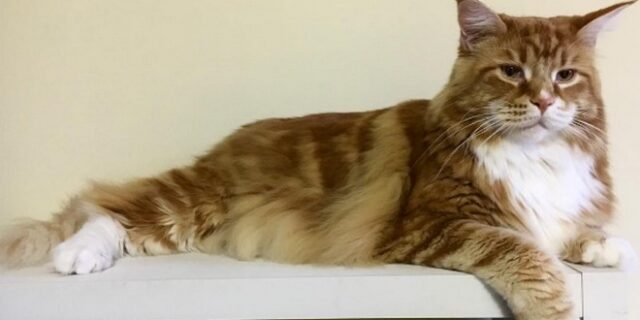 Ο Ομάρ, ο γάτος, έχει μήκος 1,2μ. και ζυγίζει 14 κιλά