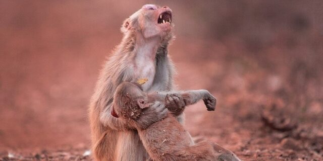 Ο θρήνος της μάνας. Η ιστορία πίσω από το καρέ που συγκλόνισε τον πλανήτη