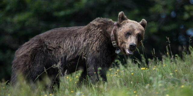 Ασυγκράτητος αρκούδος μυρίστηκε θηλυκά και πήδηξε περίφραξη