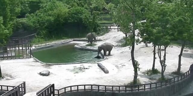 Εκπληκτικό βίντεο: Δύο ελέφαντες σώζουν το μωρό τους από βέβαιο θάνατο