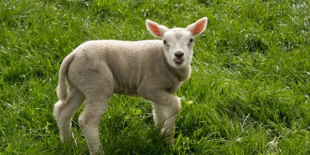 Πρόγραμμα τεχνητής νοημοσύνης ‘καταλαβαίνει’ εάν τα ζώα πονούν