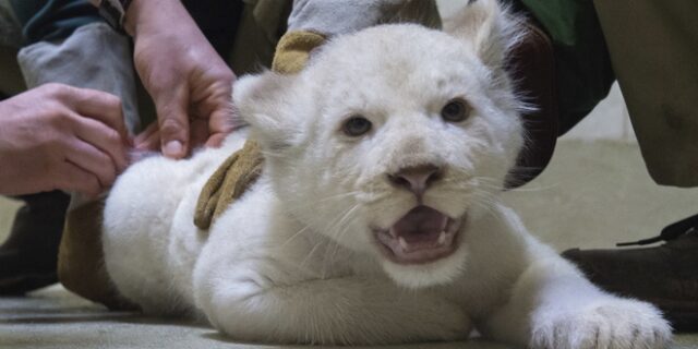 Σπάνιο λευκό λιονταράκι γιορτάζει τα πρώτα του γενέθλια στη Βαγδάτη