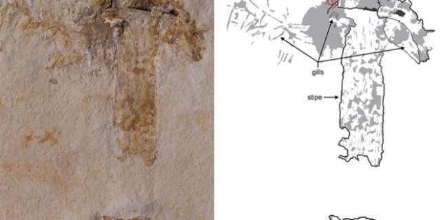 Ανακαλύφθηκε μανιτάρι ηλικίας 115 εκατ. ετών