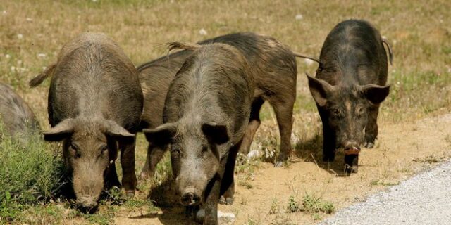 Κρήτη: Γουρούνια επιτέθηκαν σε περιπολικό