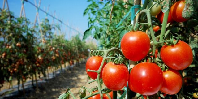 Ρωσία: Τρία ακόμα χρόνια το μπλόκο στις τουρκικές ντομάτες