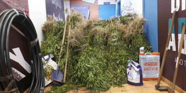 Εντοπίστηκε χασισοφυτεία στο όρος Καλλίδρομο της Φθιώτιδας