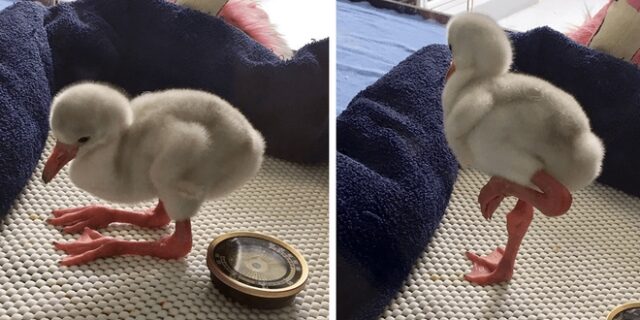 Μωρό φλαμίνγκο γίνεται ο νέος ήρωας του διαδικτύου