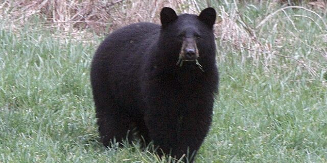 Ξύπνησε από τον ήχο των δοντιών αρκούδας που μασούσε το κεφάλι του