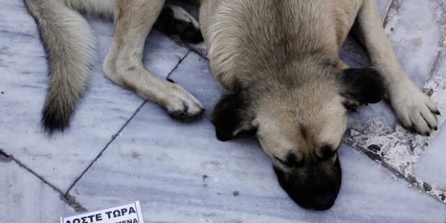 Κέρκυρα: Ηλικιωμένος πυροβόλησε και σκότωσε αδέσποτο σκύλο