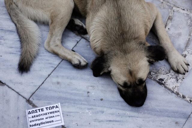 Κέρκυρα: Ηλικιωμένος πυροβόλησε και σκότωσε αδέσποτο σκύλο