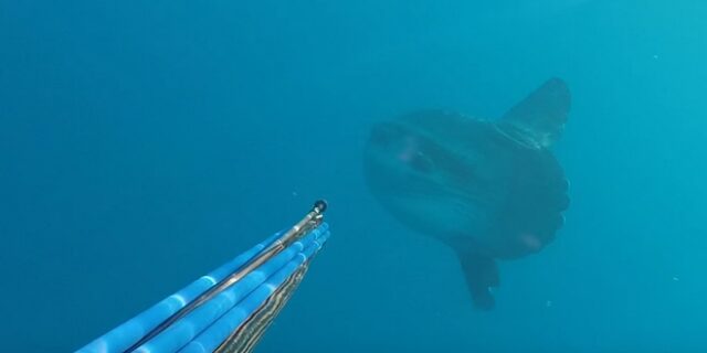 Φεγγαρόψαρο θηρίο τρομάζει ψαροντουφεκά στον Αγιόκαμπο Λάρισας