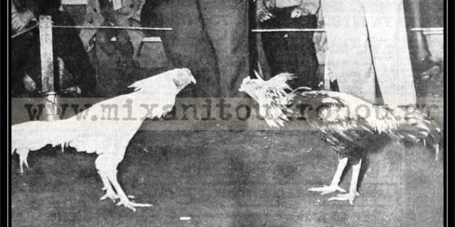 Μηχανή του Χρόνου: Μυστικές κοκορομαχίες στην Αθήνα. Παίζονταν τεράστια ποσά