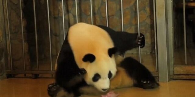 Βίντεο: Δεν θα πιστέψεις πόσο εύκολα γεννάει δίδυμα ένα πάντα